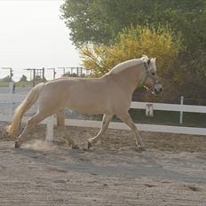 Fjordhest Abricos aka Supercosen/Cossi