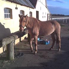 Anden særlig race Mailey 