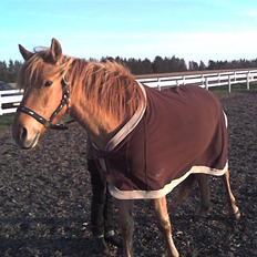 Anden særlig race Mailey 