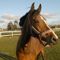 Welsh Pony af Cob-type (sec C) beauty