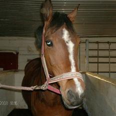 Welsh Pony af Cob-type (sec C) beauty