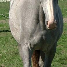 Lipizzaner Bonita