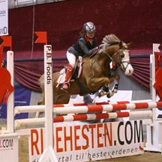 Welsh Pony af Cob-type (sec C) Bloklands  Hilde (solgt) 