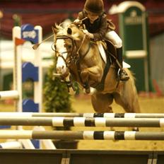 Welsh Pony af Cob-type (sec C) Bloklands  Hilde (solgt) 