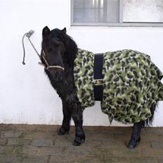 Shetlænder "Himmelhest" Højgårds Tarzan R.I.P