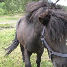 Shetlænder "Himmelhest" Højgårds Tarzan R.I.P