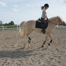 Fjordhest Abricos aka Supercosen/Cossi