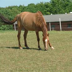 Anden særlig race Prinsesse Dess solgt