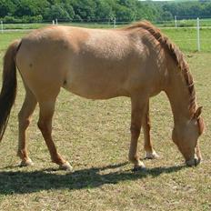 Anden særlig race Prinsesse Dess solgt