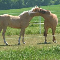 Anden særlig race Prinsesse Dess solgt