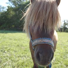 Shetlænder Prins Ballu