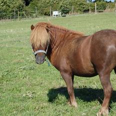 Shetlænder Prins Ballu