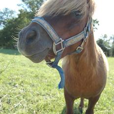 Shetlænder Prins Ballu