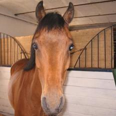 Welsh Pony af Cob-type (sec C) Rochdale Monarch