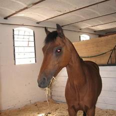 Welsh Pony af Cob-type (sec C) Rochdale Monarch