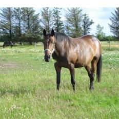 Anden særlig race Lille Hedevangs Freja SOLGT 