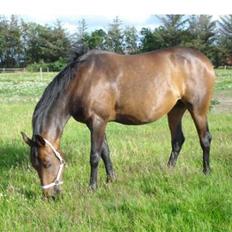 Anden særlig race Lille Hedevangs Freja SOLGT 