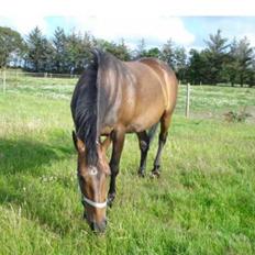 Anden særlig race Lille Hedevangs Freja SOLGT 