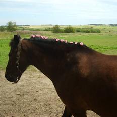 New Forest buller (SOLGT)