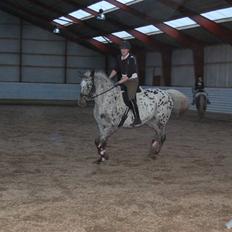 Knabstrupper Loudinna