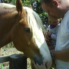 Schwarzwälder Koldblod Franka