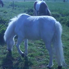 Anden særlig race Lille Beauty