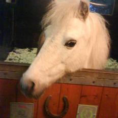 Anden særlig race Lille Beauty