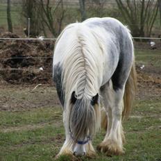 Irish Cob Little Big Bobby Beer