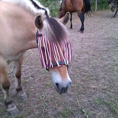 Fjordhest Musse/min søster's/Sandra