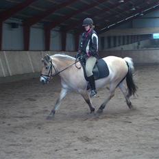 Fjordhest Musse/min søster's/Sandra