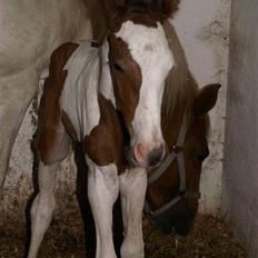 Pinto Enekær's Sambatino *Årets land og fritid hest*