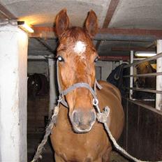 Anden særlig race Contesses Babe *>Rider<3!
