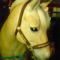 Fjordhest Toftegårdens Tulle