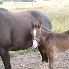 Dansk Varmblod Ace Solgt