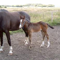 Dansk Varmblod Ace Solgt