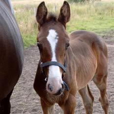 Dansk Varmblod Ace Solgt