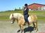 Haflinger Alexandra (solgt) - min veninde maria fra LE der poserer for kameraet på min alex-mus