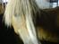 Haflinger Alexandra (solgt) - på stald <3