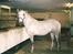 Lipizzaner Bonita