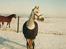 Lipizzaner Bonita - Bonita leger i sneen 1998