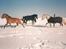 Lipizzaner Bonita - Bonita og Flicka leger i sneen 1998