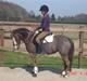 Welsh Pony af Cob-type (sec C) Fanny (solgt)