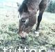 Anden særlig race Zitta |Tutter| SOLGT |