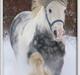 Irish Cob Little Big Bobby Beer