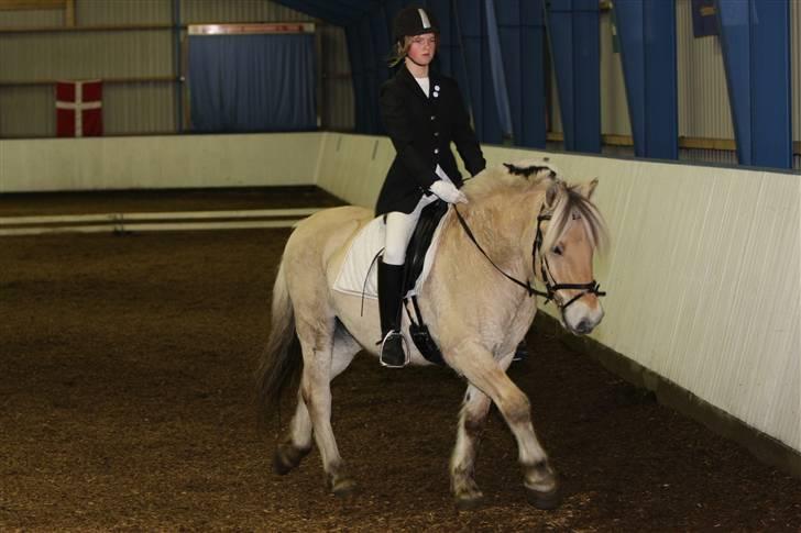 Fjordhest Bosse  - LC2. billede 13