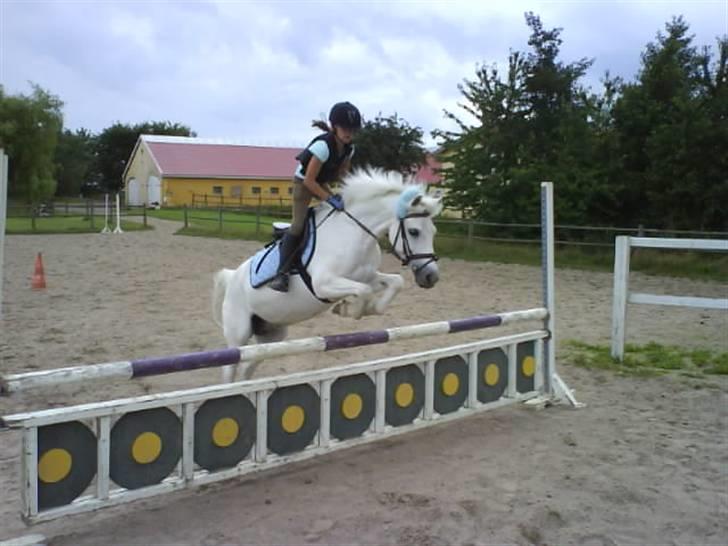 Anden særlig race Sheila (på pension) - Her springer vi et spring der hedder skjoldet. billede 9