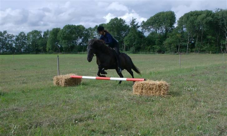 Islænder Vikingur fra Sejershøj - Indspringning d.18.7.08 billede 8