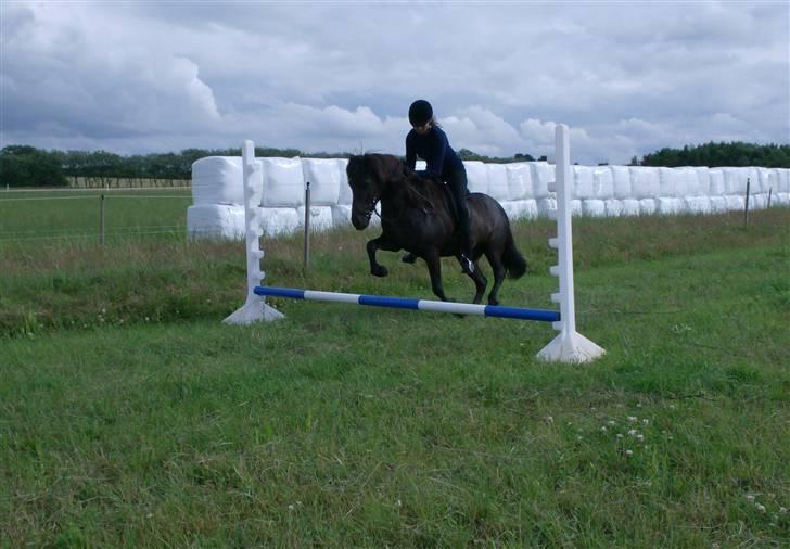 Islænder Vikingur fra Sejershøj - Indspringning d.18.7.08 billede 9