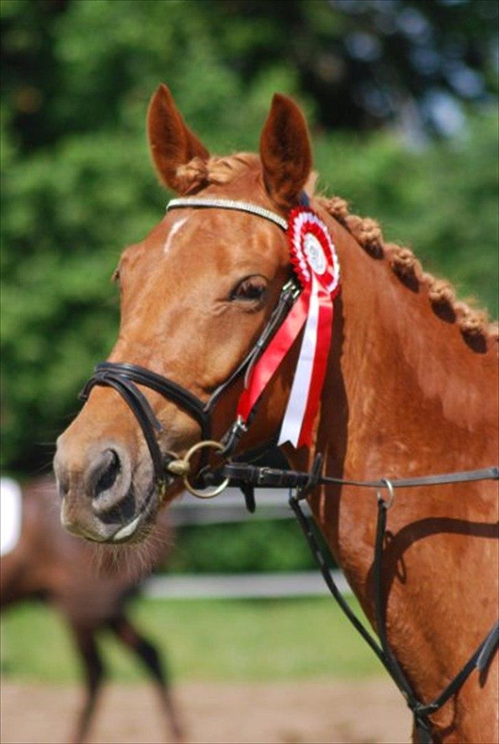 Anden særlig race Rosholmen's Kasmir - Min stjerne vandt Ld.. og bagefter Lc :-D billede 12
