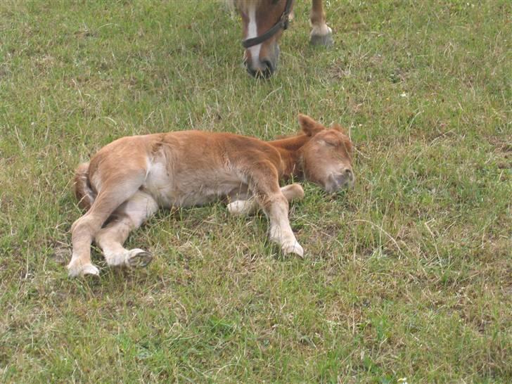 Shetlænder Nørbæks Tilde billede 1